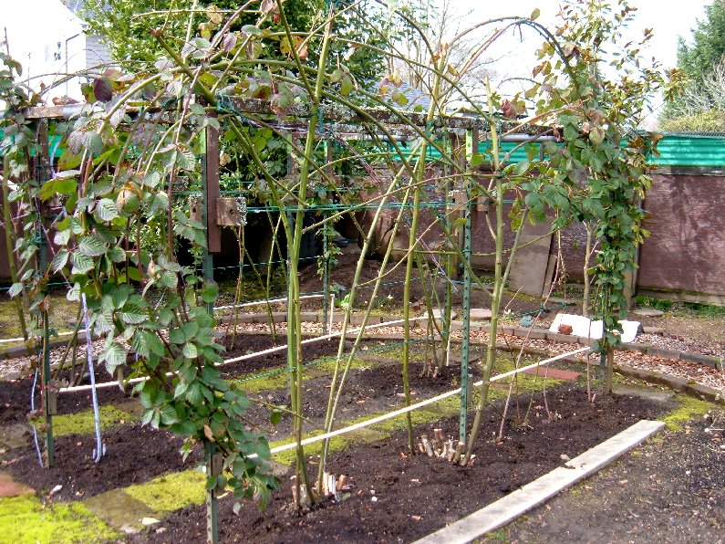 Trellising blackberries/raspberries with conduit? Any pictures?