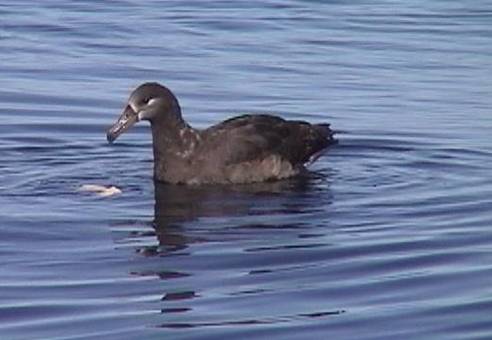 Black-footed Albatross