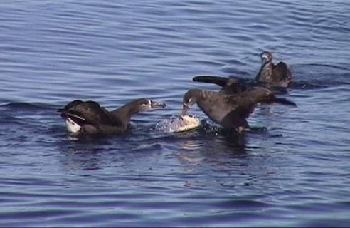 Black-footed Albatross