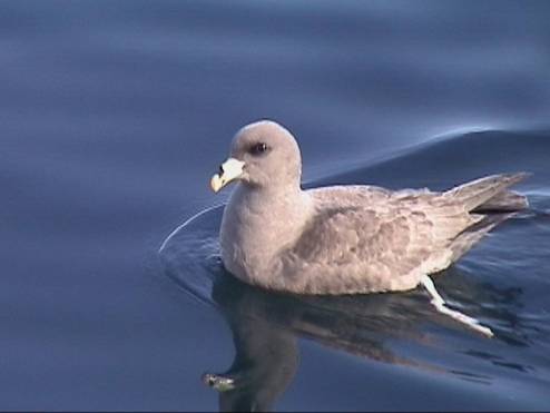 Northern Fulmar, Oregon
