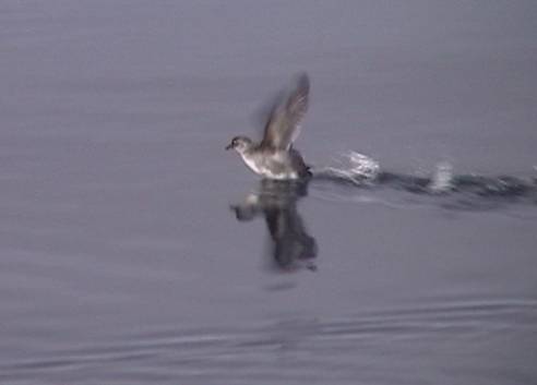 Cassin's Auklet, Oregon