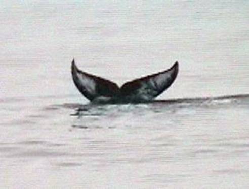 Humpback Whale, Oregon