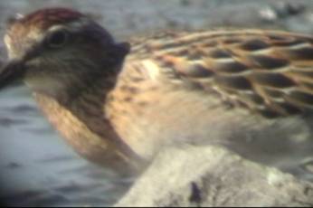 Sharp-tailed Sandpiper